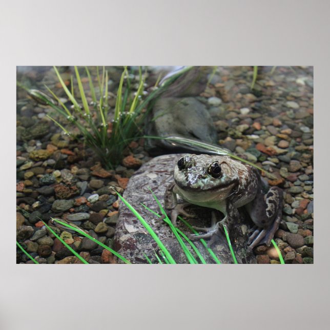 Poster Une grenouille heureuse (Devant)