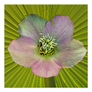 Poster Une Hellébore, une rose de carême