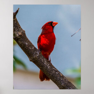 POSTER UNE IMPRIMANTE DE POIDS LOURDS CARDINAL 16 X 20 AR