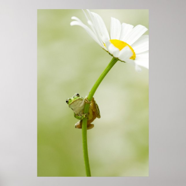 Poster Une jolie grenouille (Devant)