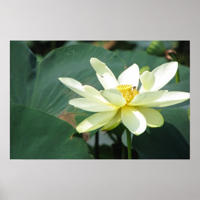 Poster Une journée à la série Pond (Devant)