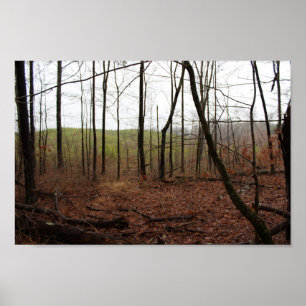 Poster Une journée dans les bois