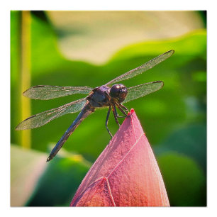 Poster Une libellule Slaty Skimmer