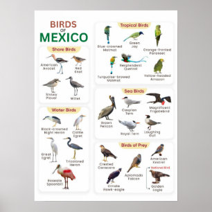 Poster une liste d'oiseaux mexicains pour les amateurs d'