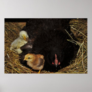 Poster Une maman et ses poussins