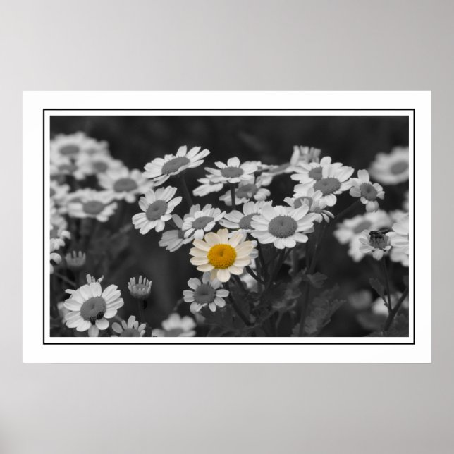 Poster Une marguerite spéciale (Devant)