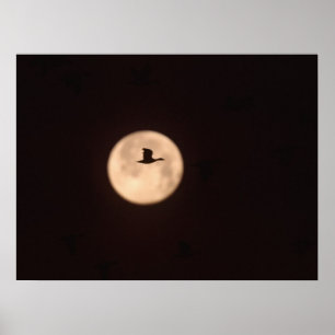 Poster Une Oie De Neige Contre Une Pleine lune   Nouveau-