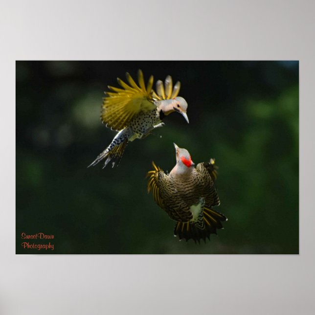 Poster Une paire d'affiches de Northern Flickers (Devant)