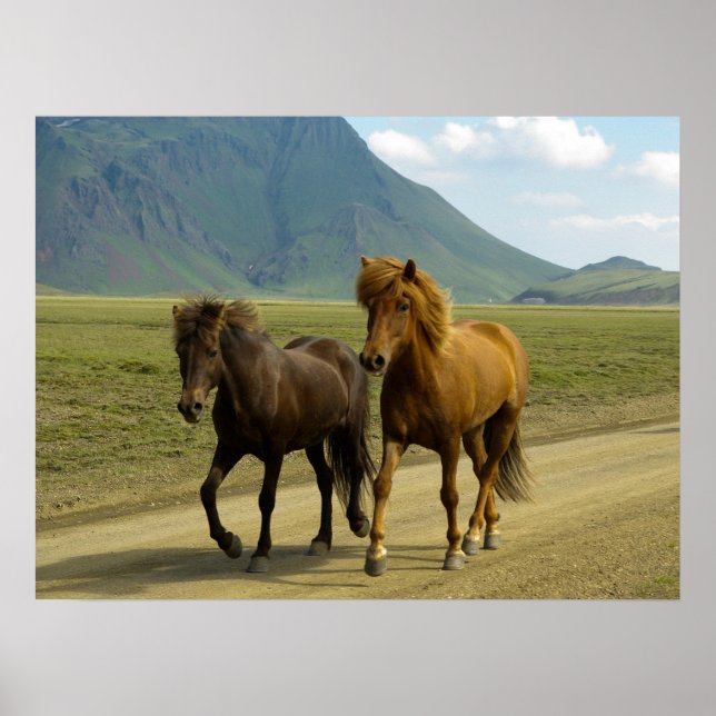 Poster Une paire de poneys islandais Brown (Devant)