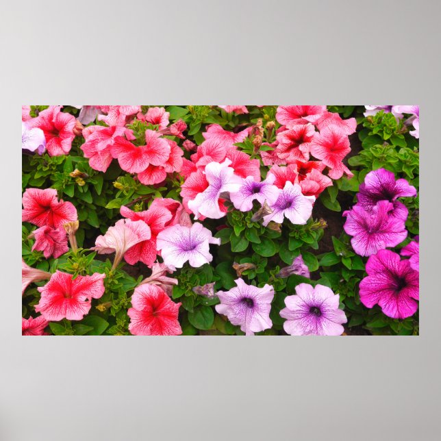 Poster Une photo nature est une belle fleur de pétunia. P (Devant)