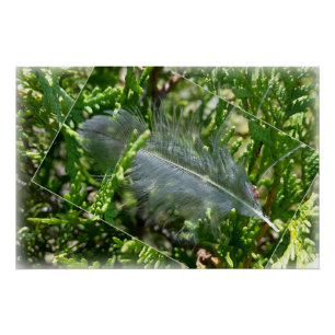 Poster Une plume égarée