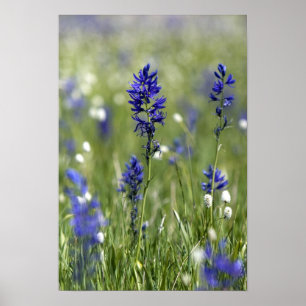 Poster Une prairie de montagne de fleurs sauvages compren