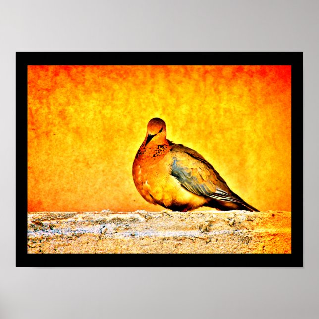 Poster Une princesse de colombe (Devant)