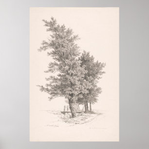 Poster Une rangée d'arbres - Arbres Vintages Dessin Impri