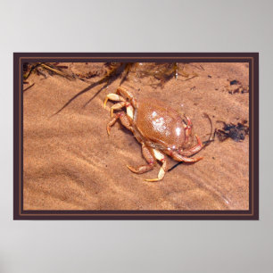 Poster Une Rive Crustale