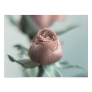 Poster Une rose rose rose pour votre amour...