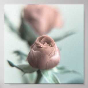 Poster Une rose rose rose pour votre amour...
