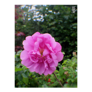 Poster Une seule fleur rose