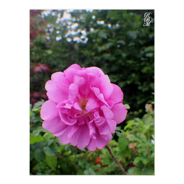 Poster Une seule fleur rose (Devant)
