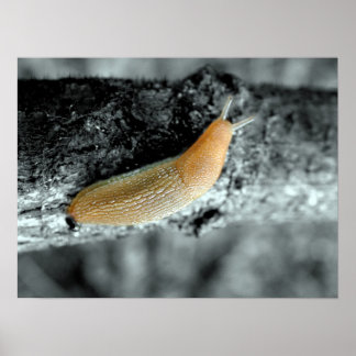 Poster Une Situation Sticule