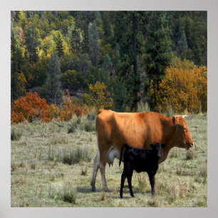 Poster Une vache et son veau.....