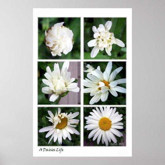 Poster Une vie de marguerites (Devant)