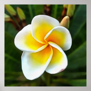 Poster Unique Frangipani Blossom Realism Art