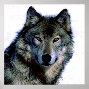 Poster Unique Motivationnel Freedom Wolf