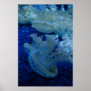 Poster "Updown Jellyfish"