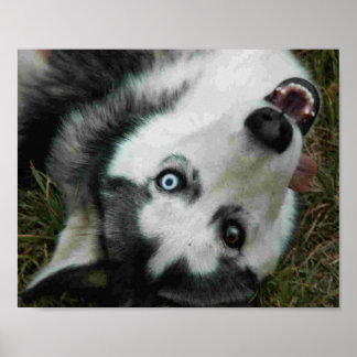 Poster UpsideDown Husky