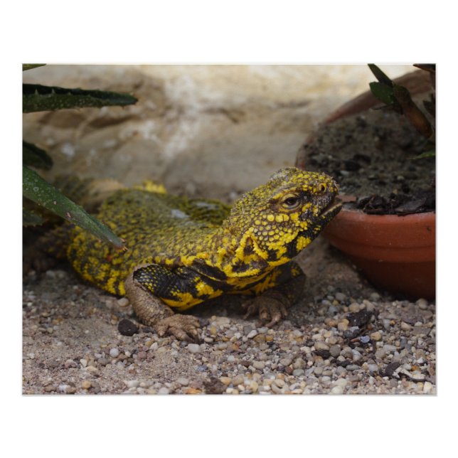 Poster Uromastyx geyri (Devant)