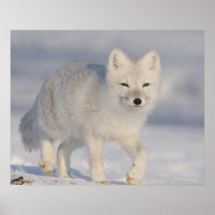 Poster USA, Alaska, 1002 Coastal Plain of the ANWR. An 3