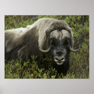 Poster USA, Alaska, Nome. Gros plan du boeuf musqué
