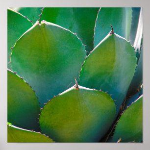 Poster USA, Arizona. Complément Du Plante Succulent