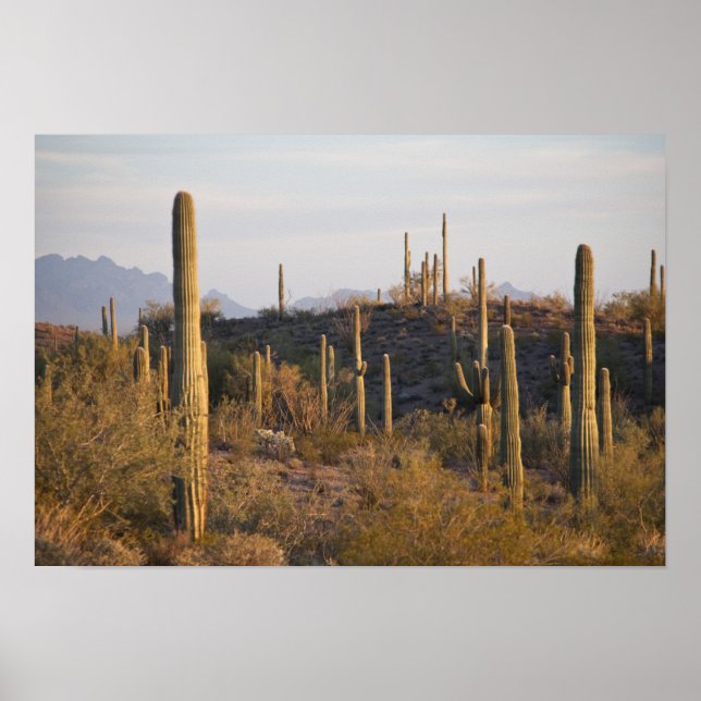 Poster USA, Arizona, désert de Sonoran, Ajo, Ajo 2 (Devant)