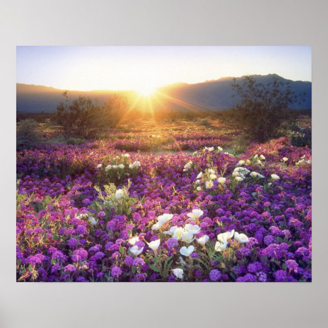 Poster USA, Californie, Anza-Borrego Desert State Park. 2 (Devant)