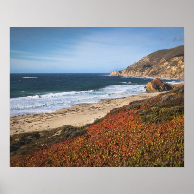 Poster USA, Californie, Big Sur, plantes rouges par plage (Devant)