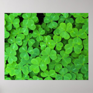 Poster USA, Californie, Jedediah Smith Rewood SP.