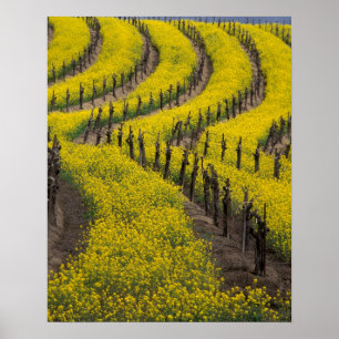 Poster USA, Californie, Napa Valley, Los Carneros Ava.