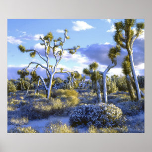 Poster USA, Californie, Parc national de Joshua Tree. 2