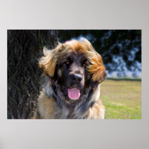 Poster USA, Californie. Portrait De Leonberger Assis