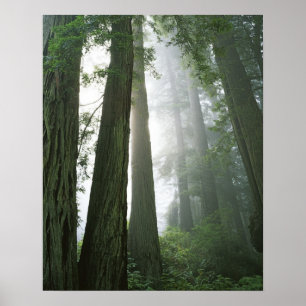 Poster USA, Californie, Redwood National Park,