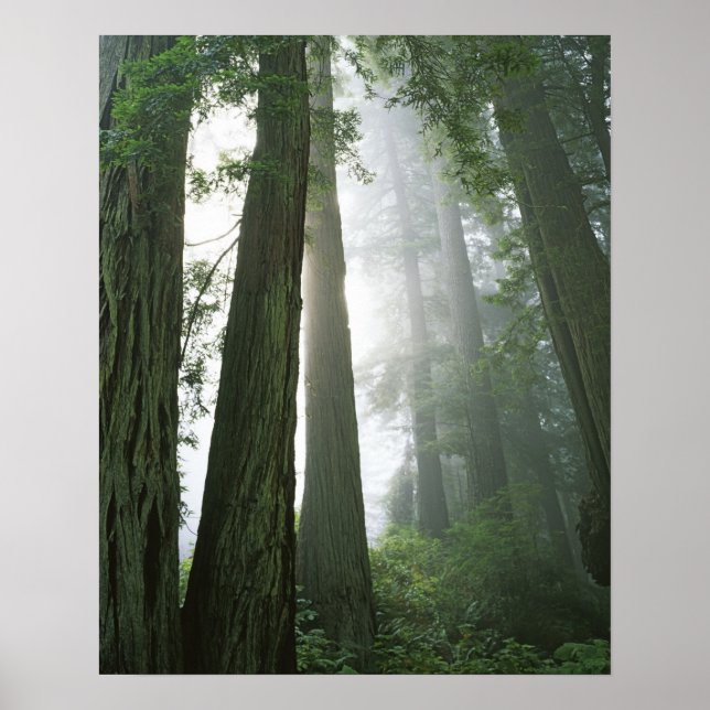 Poster USA, Californie, Redwood National Park, (Devant)