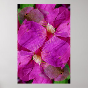 Poster USA, Colorado, Boulder. Montage de fleurs de Clema