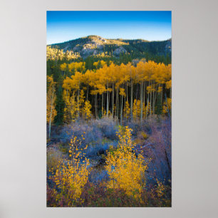Poster USA, Colorado. Bright Yellow Aspens dans les Roche