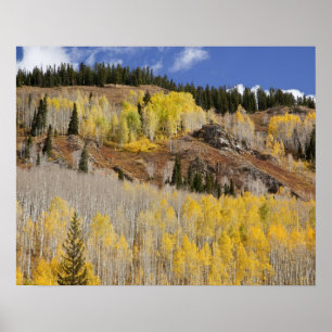 Poster USA, Colorado, Gunnison National Forest, le long