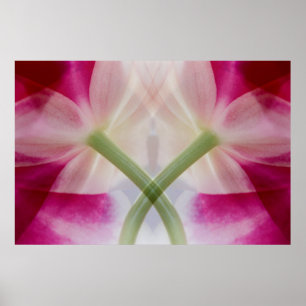 Poster USA, Colorado, Lafayette. Montage d'orchidées