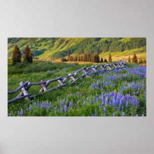 Poster USA, Colorado. Lupines et clôtures de rails
