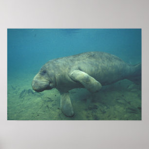Poster USA, FL, Manatee