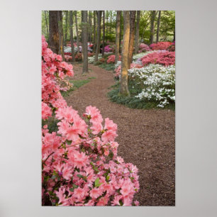 Poster USA, Georgia, Pine Mountain. A pathway through